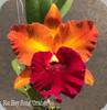 Rlc. Hey Song Orange